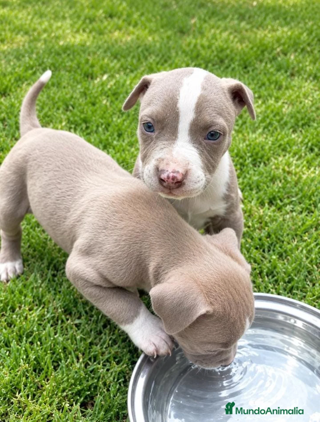 American Pit Bull Terrier perros en venta: American Pitbull Terrier - Anuncio 2