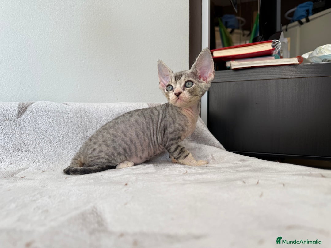 Devon Rex gatos en venta: Excelente camada de Devon rex💙 - Imagen 4