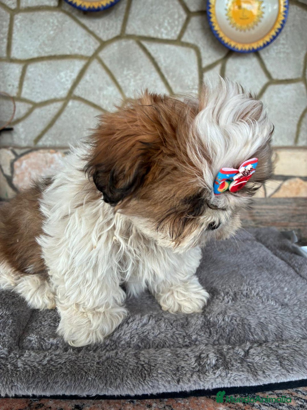 Shih Tzu perros en venta: Machitos de shihtzu - Anuncio 1