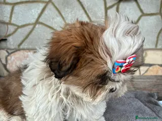 Shih Tzu perros Machitos de shihtzu - Anuncio 24