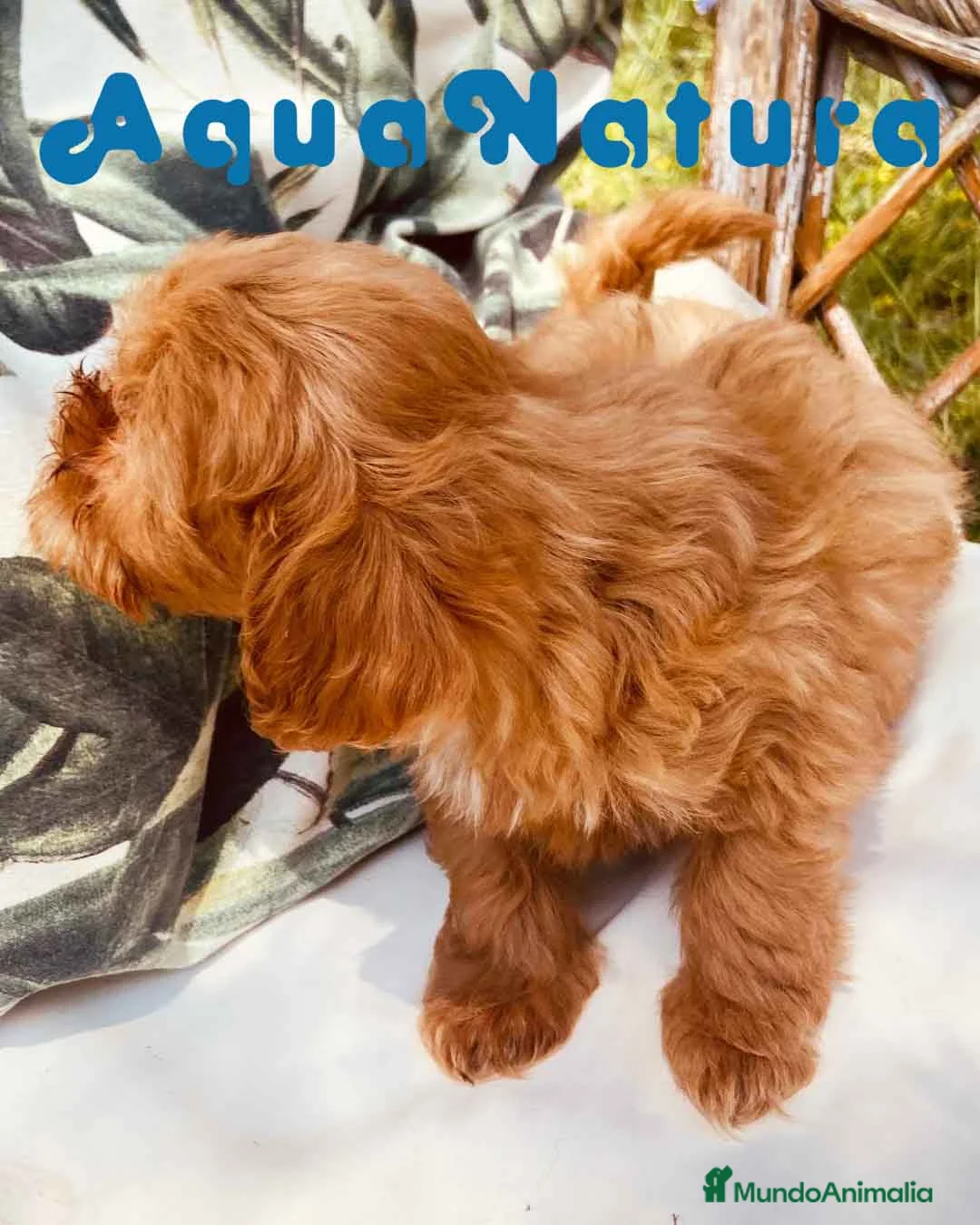 Caniche Enano perros en venta: Havapoo Hembra de Haya y Alejo 6890 - AQUANATURA en Barcelona - Anuncio 6