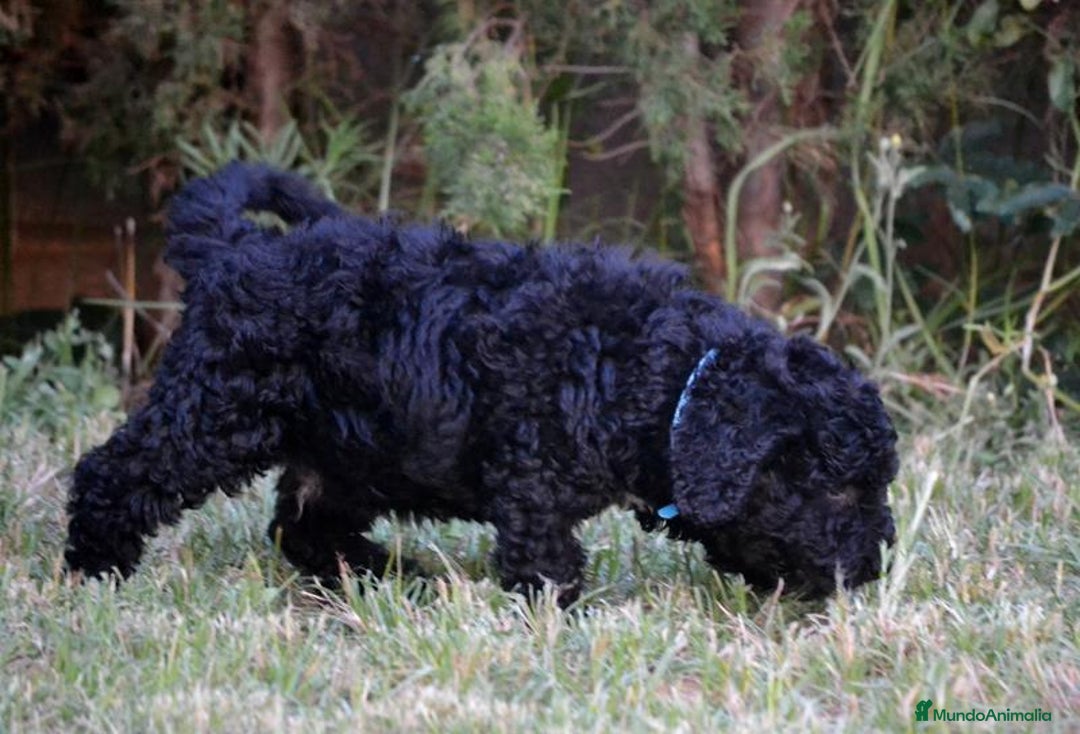 Perro de Agua Español perros en venta: Cachorra perro de agua  - Imagen 4