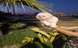 Bichón Maltés perros en venta: Bichon maltes precio real  - Imagen 1