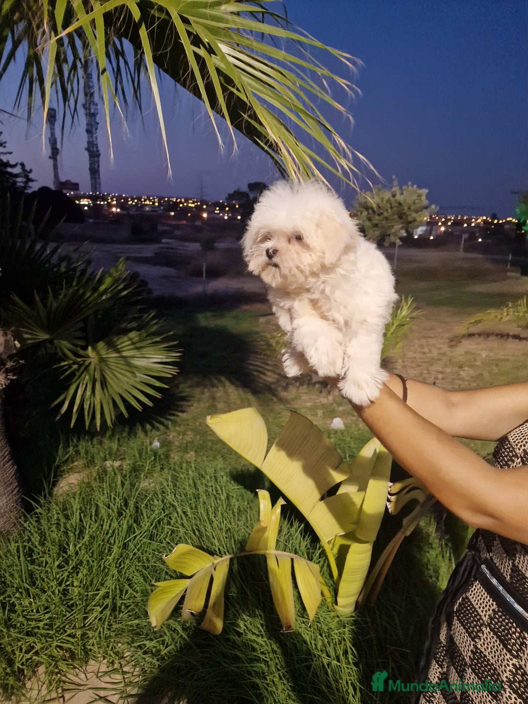 Bichón Maltés perros en venta: Bichon maltes precio real  - Imagen 1