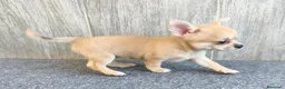 Chihuahua perros en venta: CHIHUAHUA HEMBRA PELO CORTO - Anuncio 4