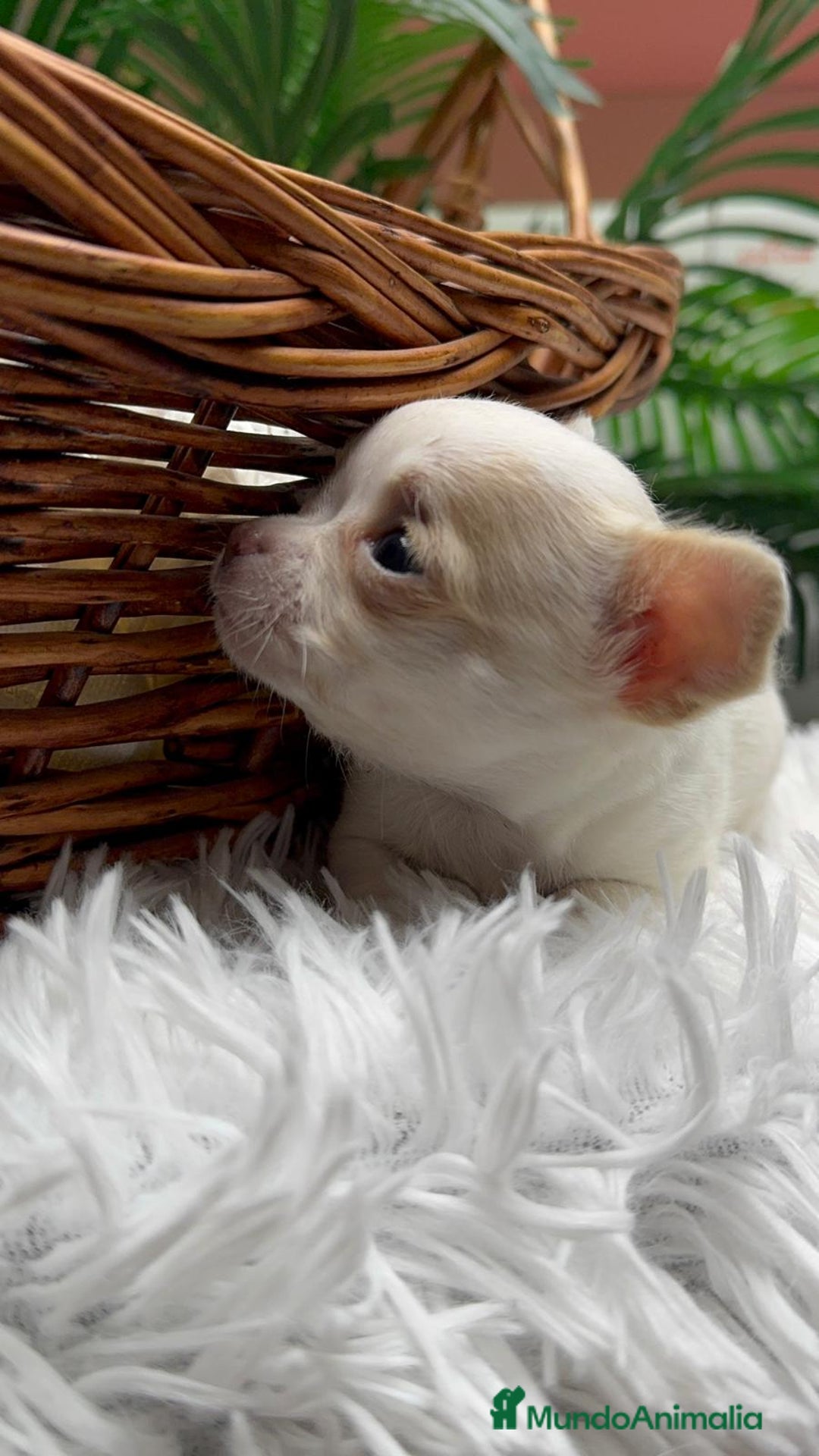 Chihuahua perros en venta: CHIHUAHUA HEMBRA - Anuncio 9