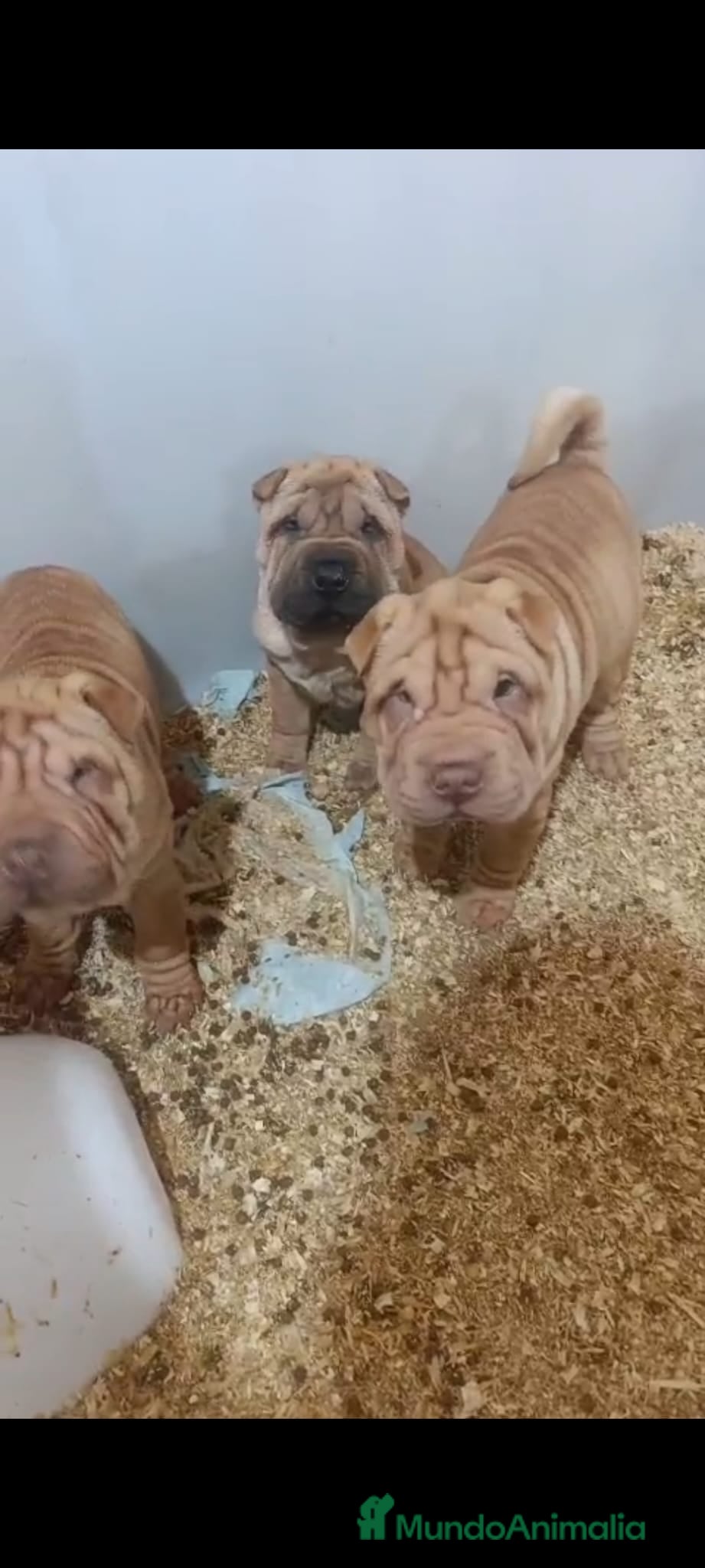 Shar Pei perros Shar pei linea americana  en Sevilla - Anuncio 1