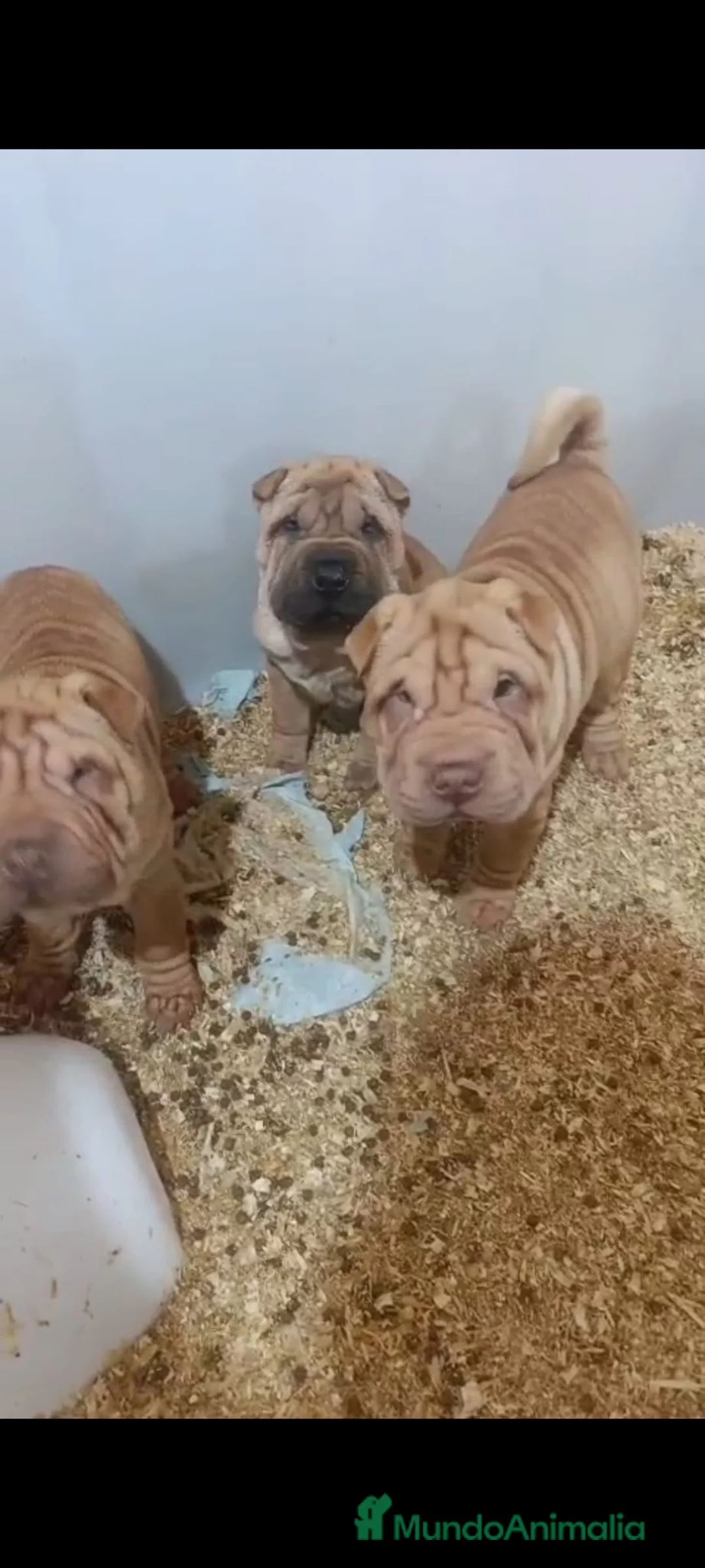 Shar Pei perros en venta: Shar pei linea americana  en Sevilla - Anuncio 1