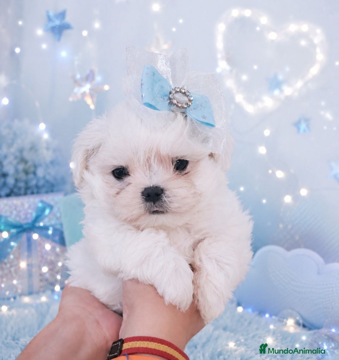 Bichón Maltés perros Bichon maltes coreano miniatura  - Anuncio 8