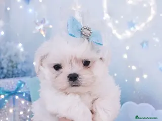 Bichón Maltés perros Bichon maltes coreano miniatura - Anuncio 8
