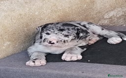 Dogo Alemán perros en venta: Preciosa camada de dogo alemán hembras  - Imagen 16