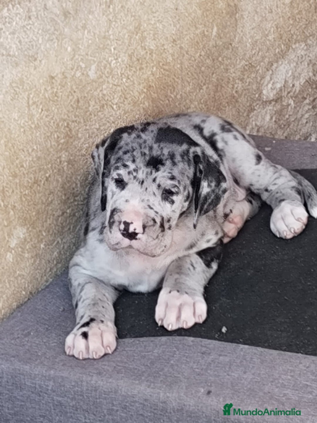 Dogo Alemán perros en venta: Preciosa camada de dogo alemán hembras  - Imagen 16