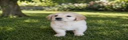 Golden Retriever perros en venta: cachorro disponible  - Anuncio 3