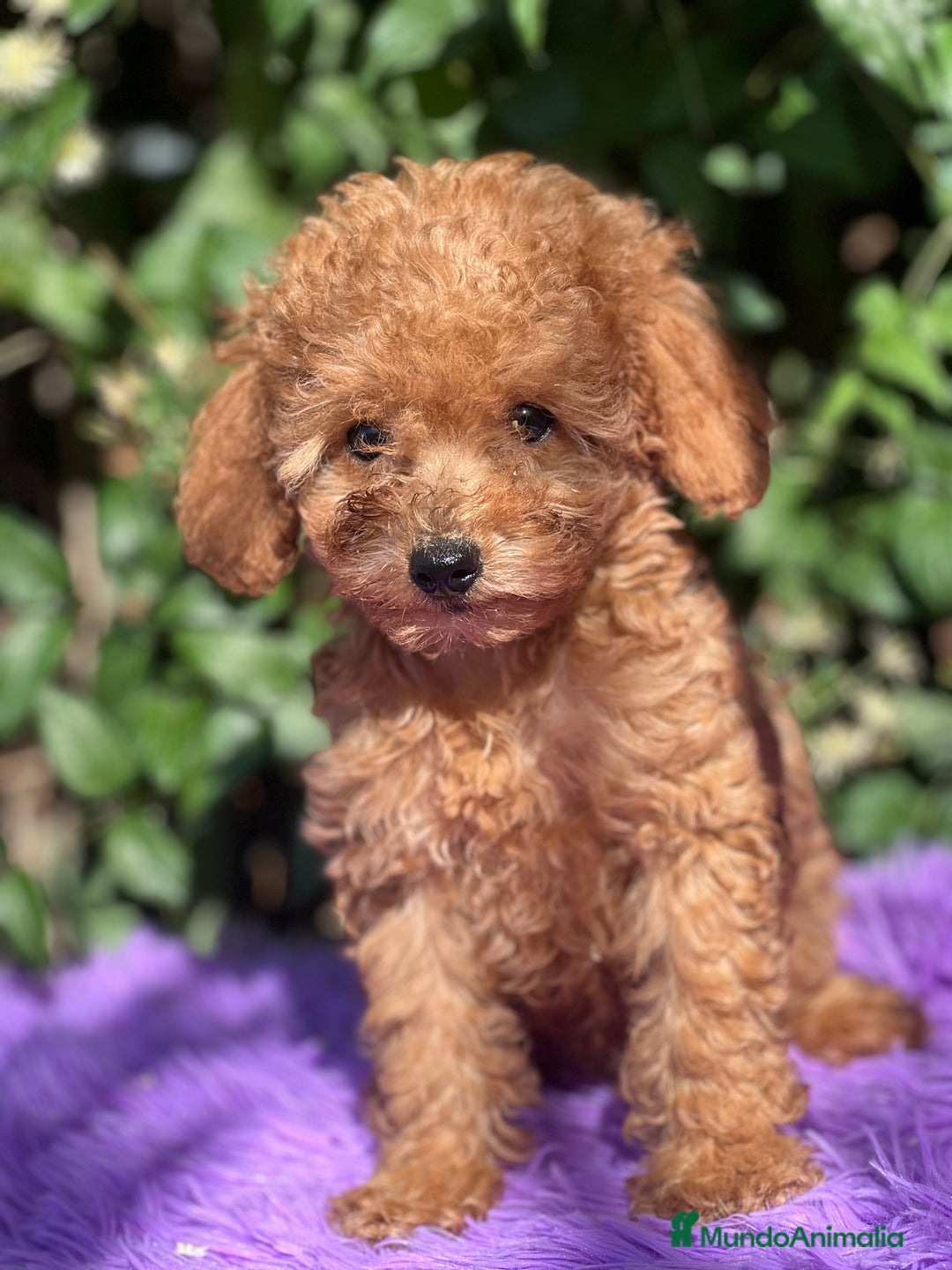 Caniche Toy perros en venta: Caniche toy roja  - Imagen 5