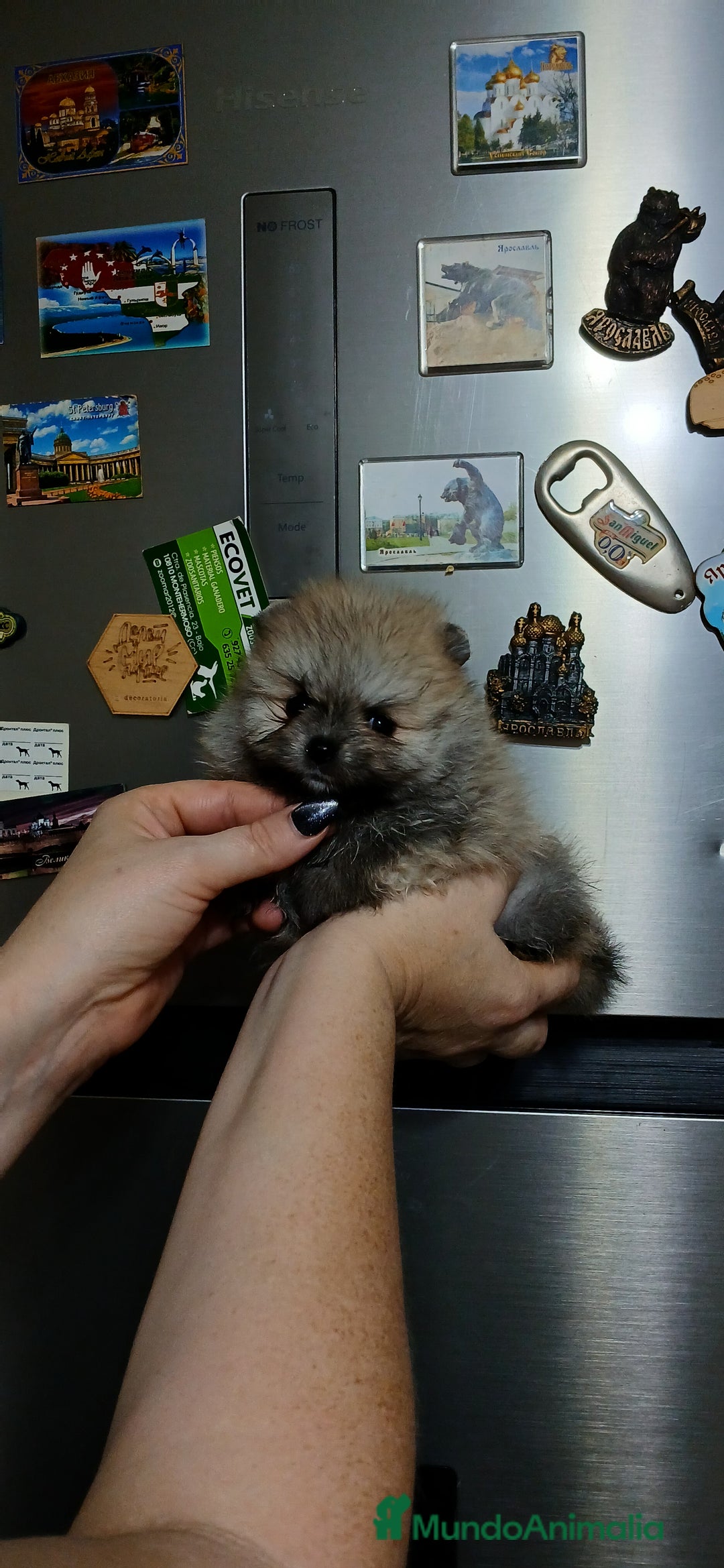 Pomerania perros en venta: Hembritas de pomerania línea rusa y coreana  - Imagen 2