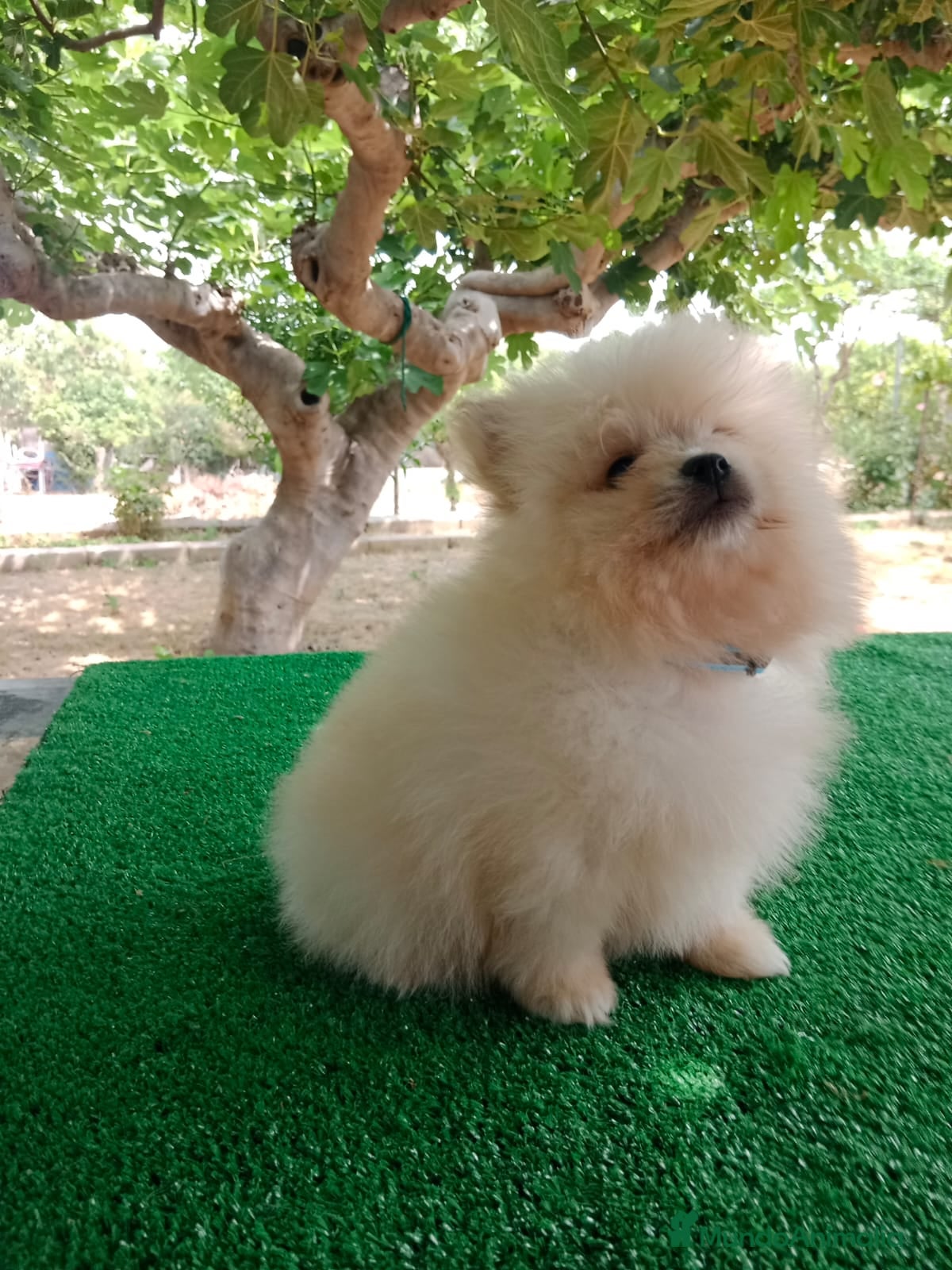 Pomerania perros Cachorro de Pomerania Toy   - Anuncio 2