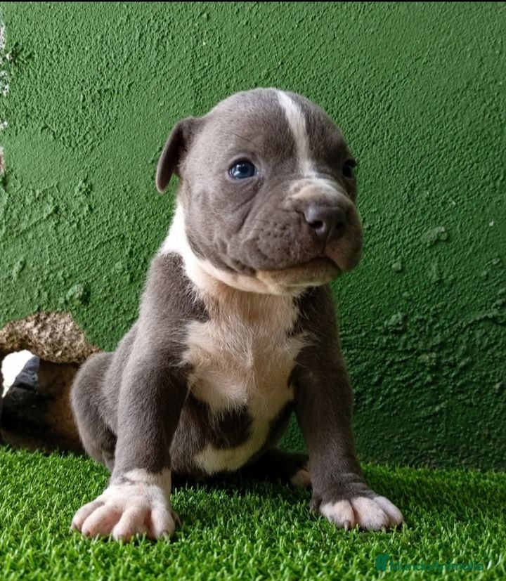 American Bully perros American bully XL - Anuncio 1