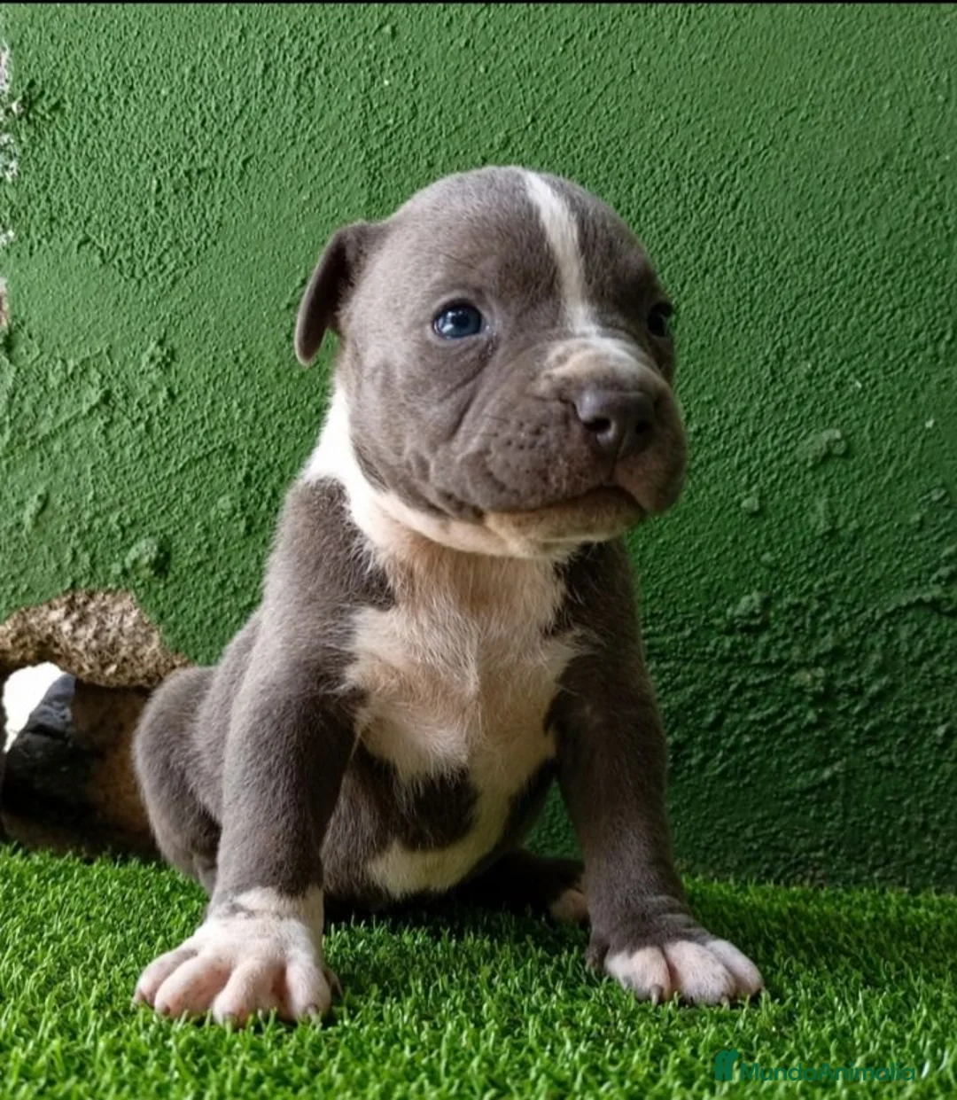 American Bully perros en venta: American bully XL - Anuncio 1