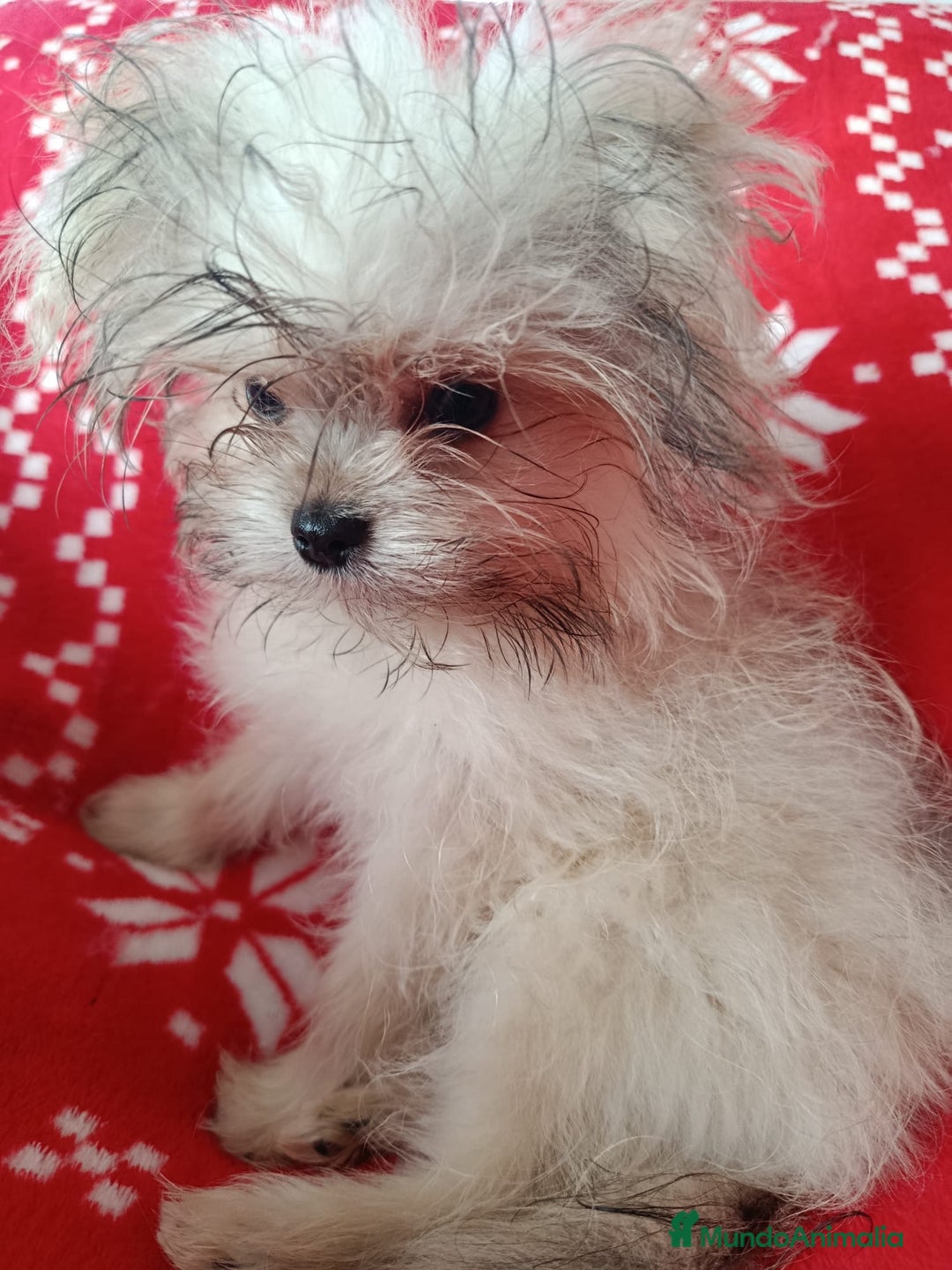 Maltipom perros en venta: Maltipom en Valencia y Murcia  - Anuncio 3