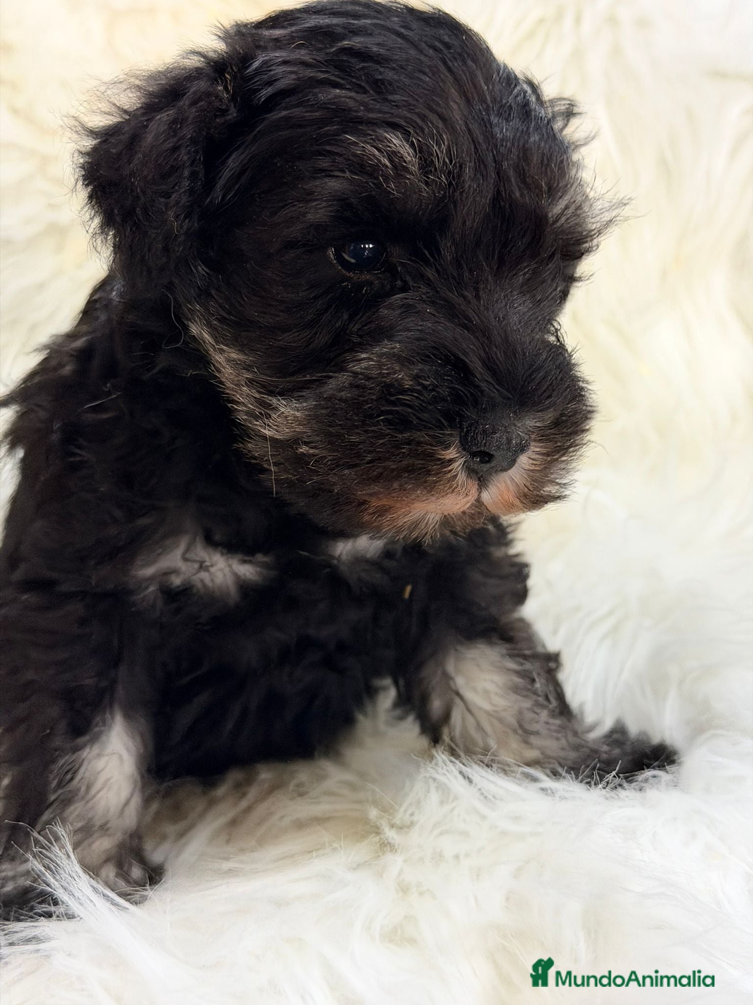 Schnauzer Miniatura perros SCHNAUZER MINI NEGRO PLATA MACHO - Anuncio 2