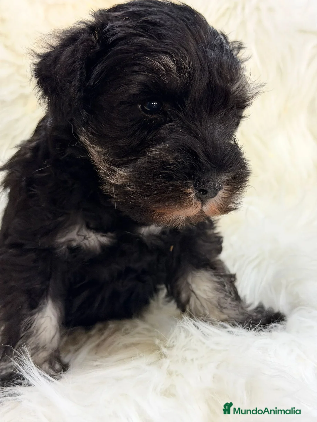 Schnauzer Miniatura perros en venta: SCHNAUZER MINI NEGRO PLATA MACHO - Anuncio 1