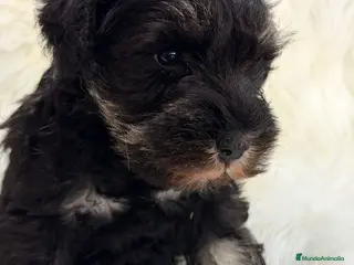 Schnauzer Miniatura perros SCHNAUZER MINI NEGRO PLATA MACHO - Anuncio 2