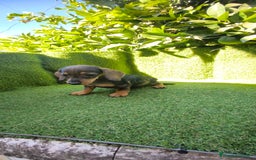 Teckel Miniatura perros en venta: teckel miniatura arlequin - Imagen 5