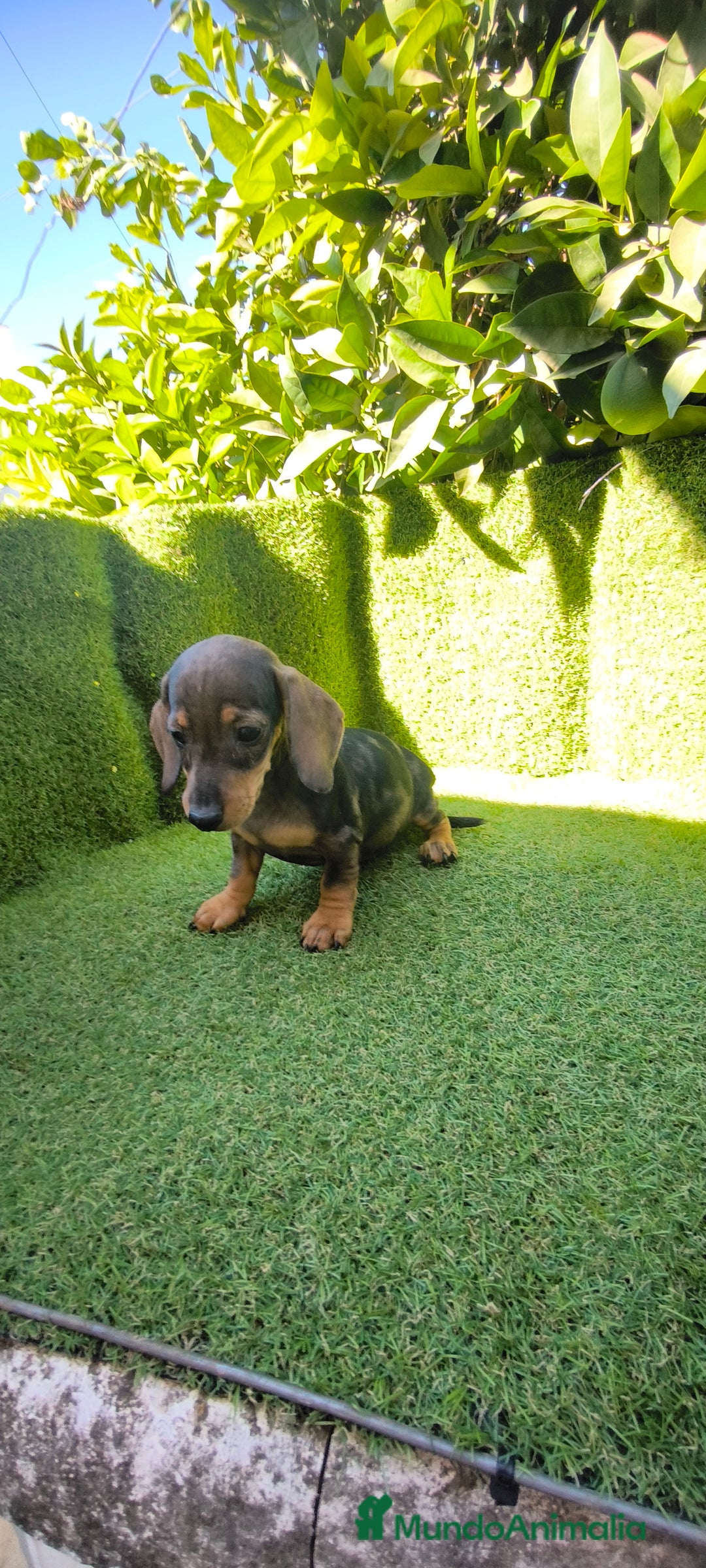 Teckel Miniatura perros en venta: teckel miniatura arlequin - Imagen 5