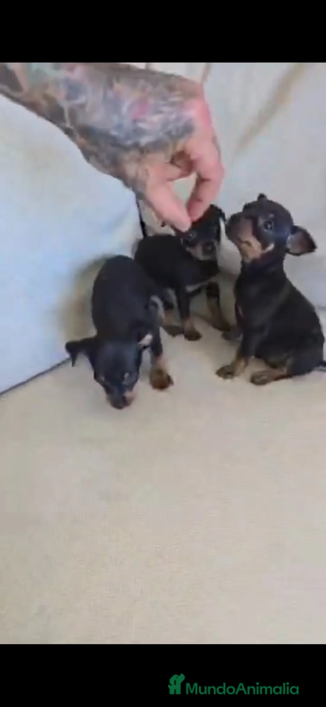 Affenpinscher perros en venta: Pincher hembra  - Anuncio 2