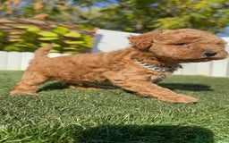 Caniche Toy perros en venta: CANICHE TOY MACHO - Anuncio 23