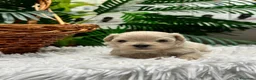 Maltipoo perros en venta: MALTIPOO COREANO 100% - Anuncio 21