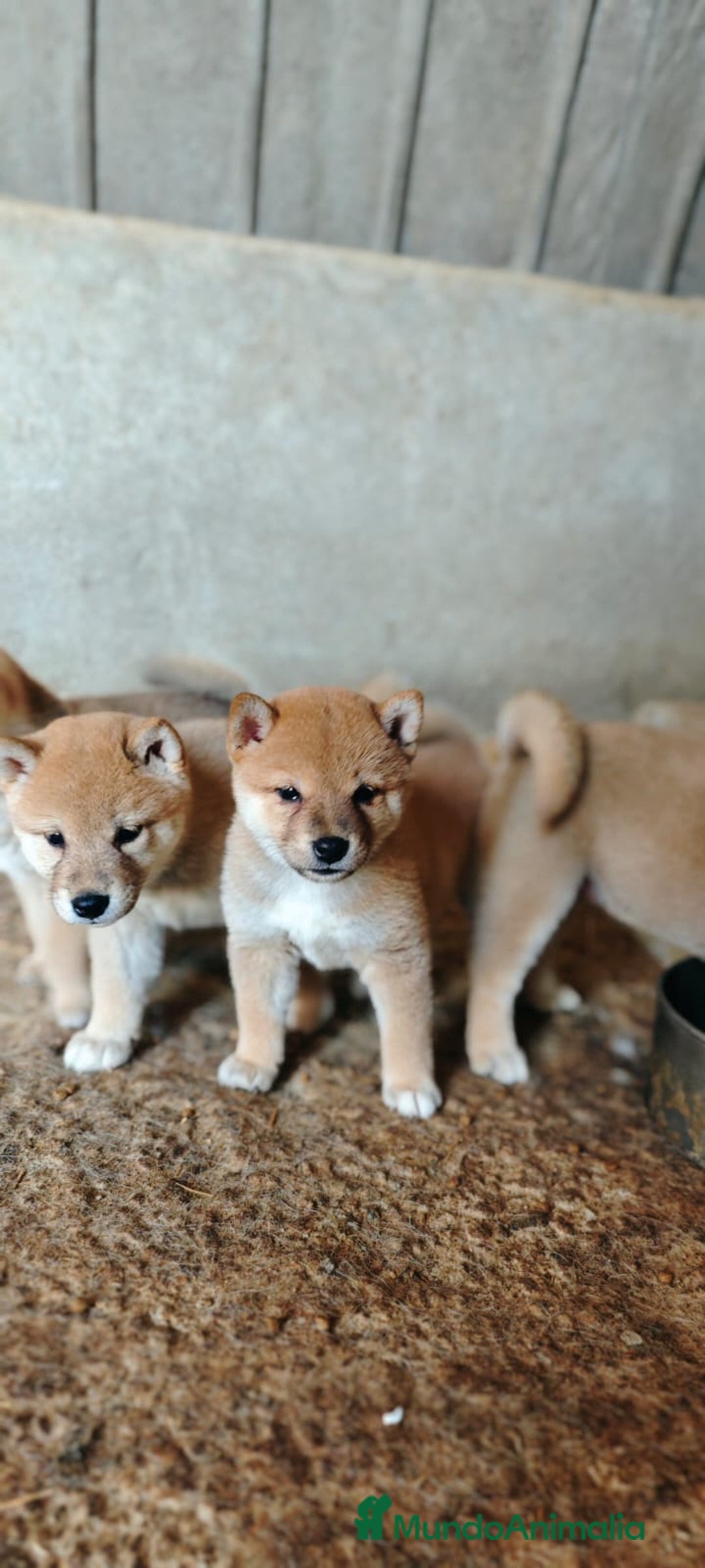 Shiba Inu perros en venta: Cachorros de Shiba Inu  - Anuncio 2