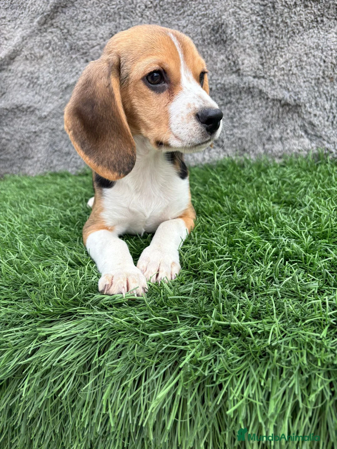 Beagle perros en venta: Precioso macho de Beagle  - Anuncio 18