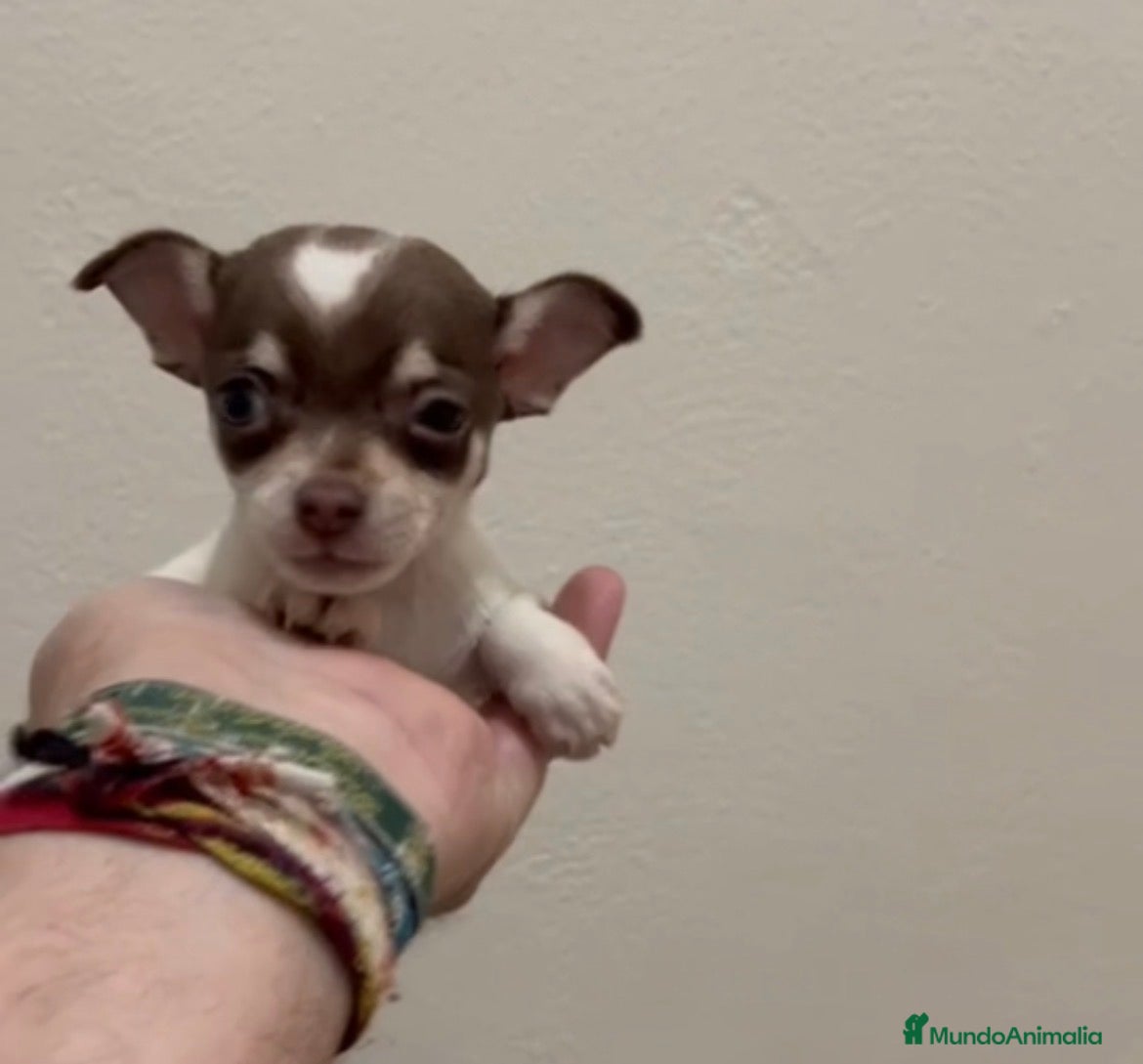 Chihuahua perros Macho chihuhua - Anuncio 3