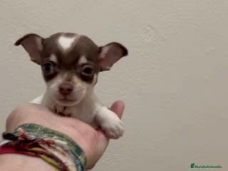 Chihuahua perros Macho chihuhua - Anuncio 28