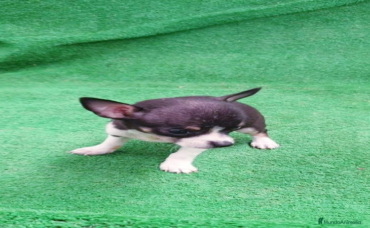 Chihuahua perros - Anuncio 2