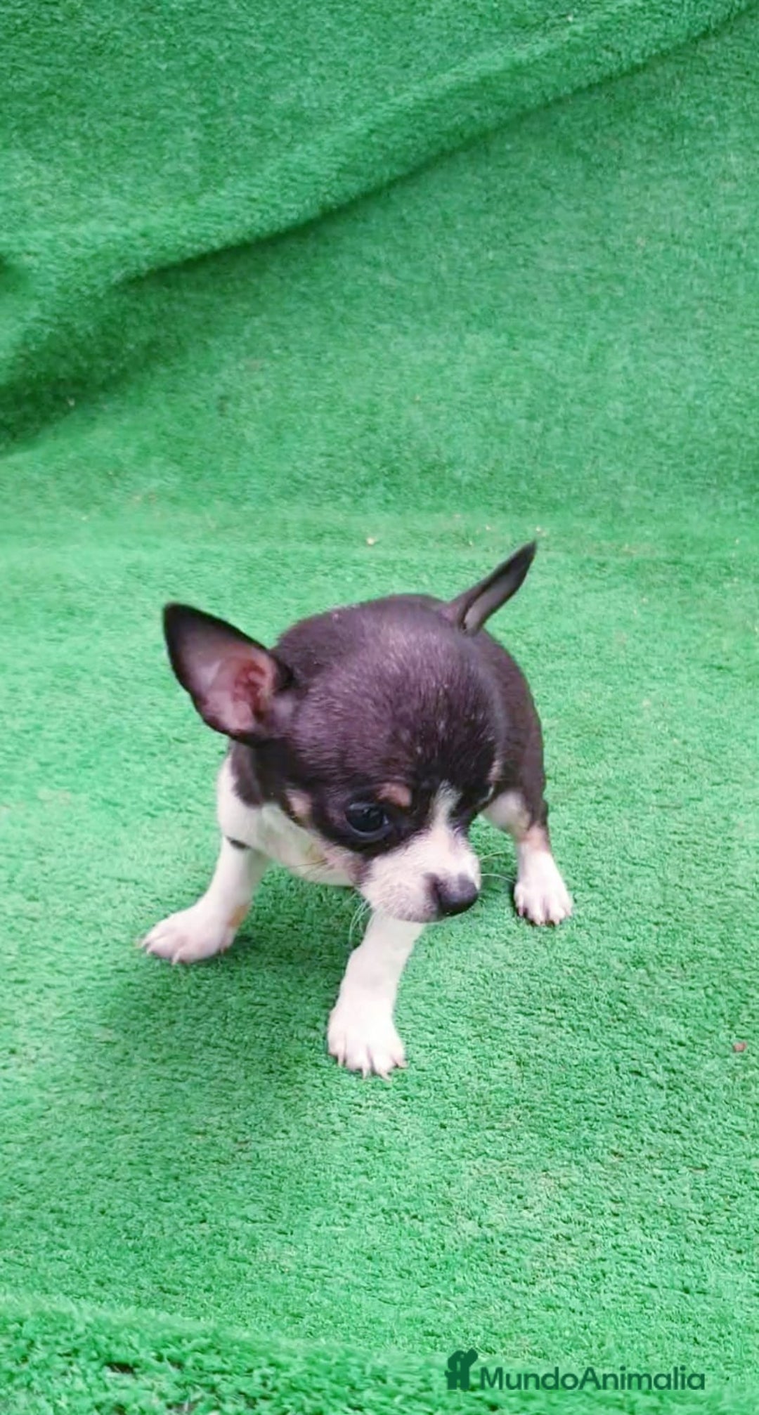 Chihuahua perros en venta: Chihuahua Toy - Imagen 1