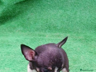 Chihuahua perros - Anuncio 1