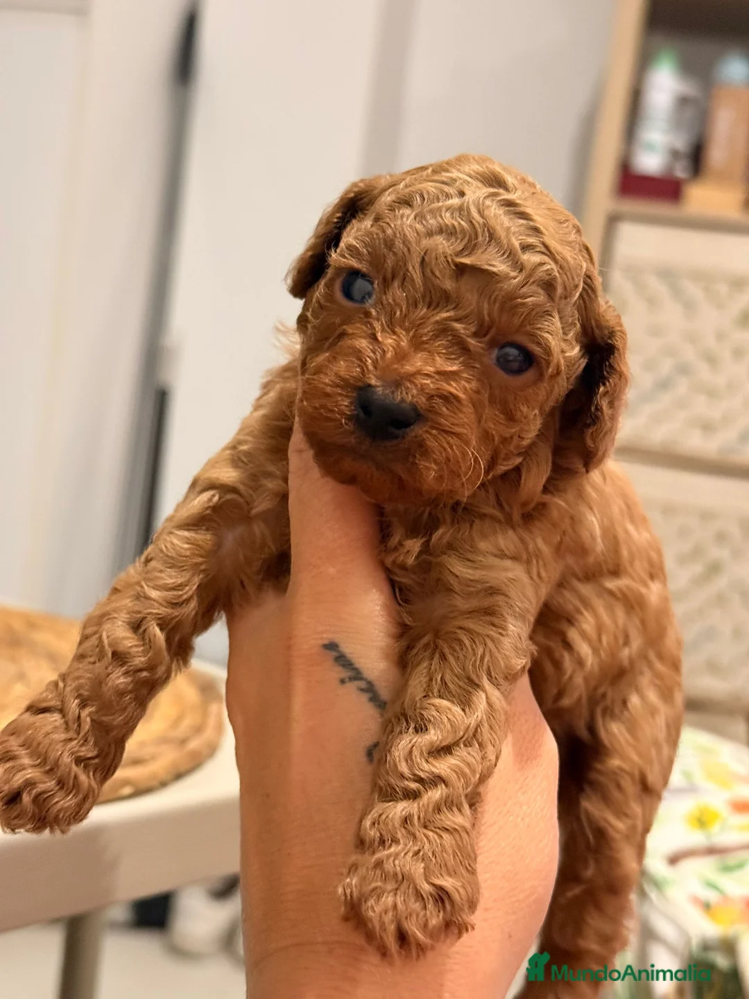 Caniche Toy perros en venta: Caniche toy rojos  - Anuncio 8