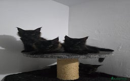 Maine Coon gatos en venta: Maine Coon Macho Negro - Imagen 6