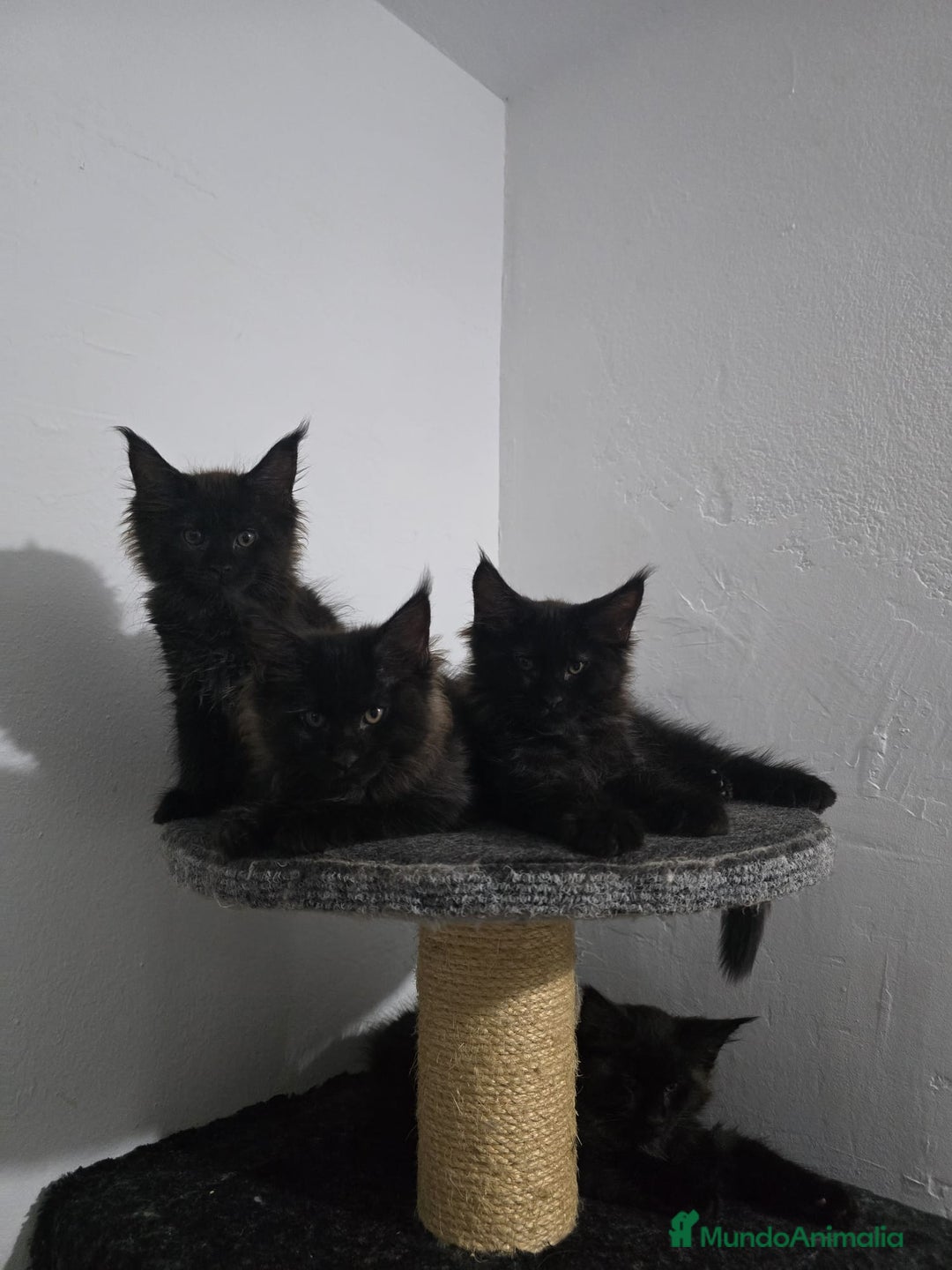 Maine Coon gatos en venta: Maine Coon Macho Negro - Imagen 6