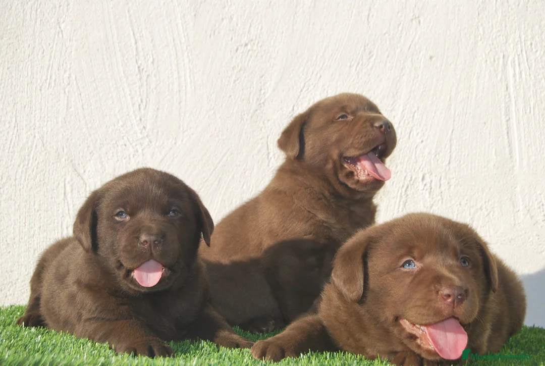 Labrador Retriever perros en venta: Labrador chocolate, cachorros en Asturias - Anuncio 4