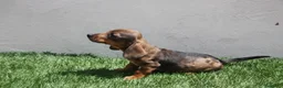 Teckel Miniatura perros en venta: Teckel Miniatura  - Anuncio 12