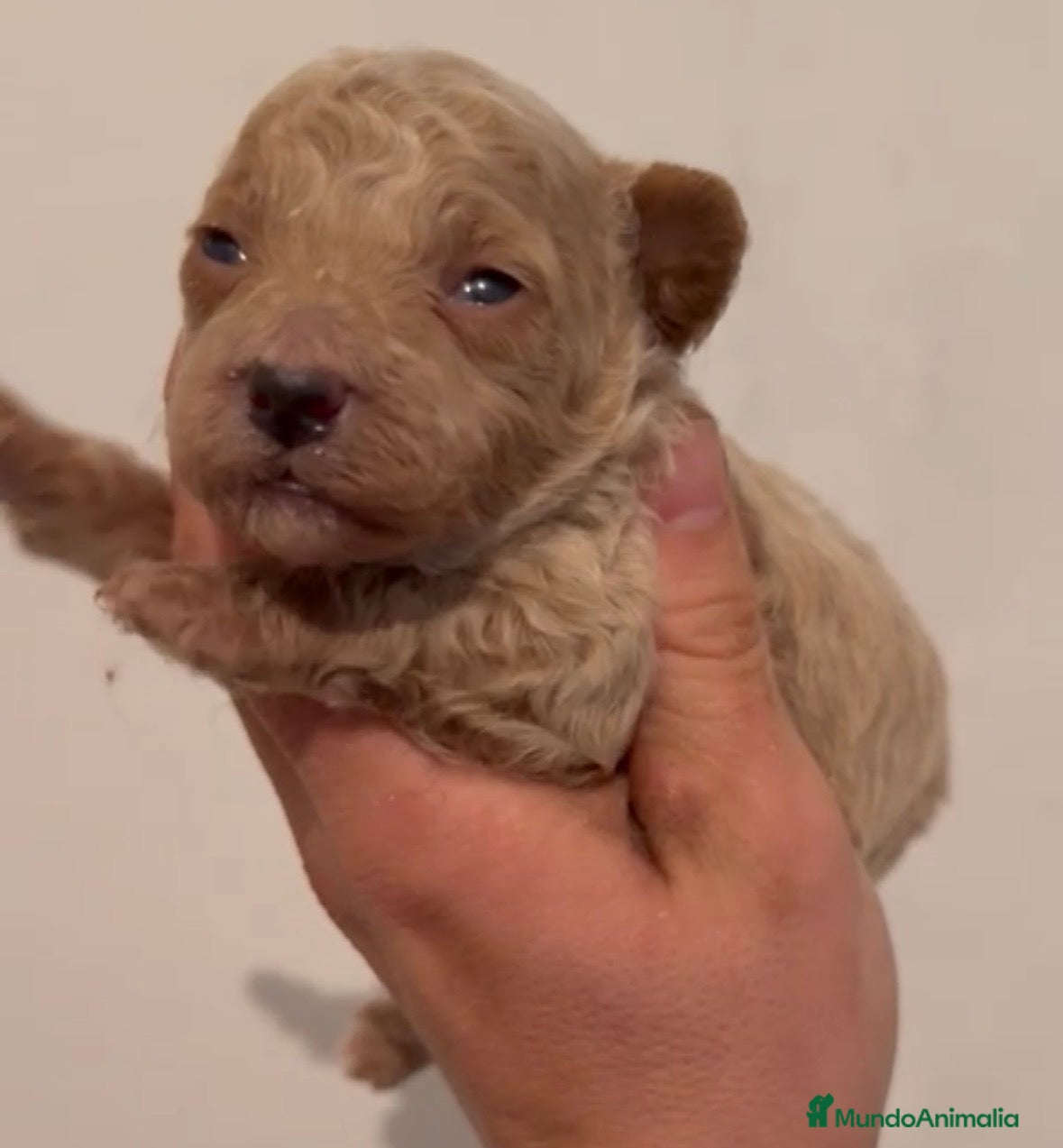 Caniche Toy perros Caniche apricot precioso - Anuncio 2