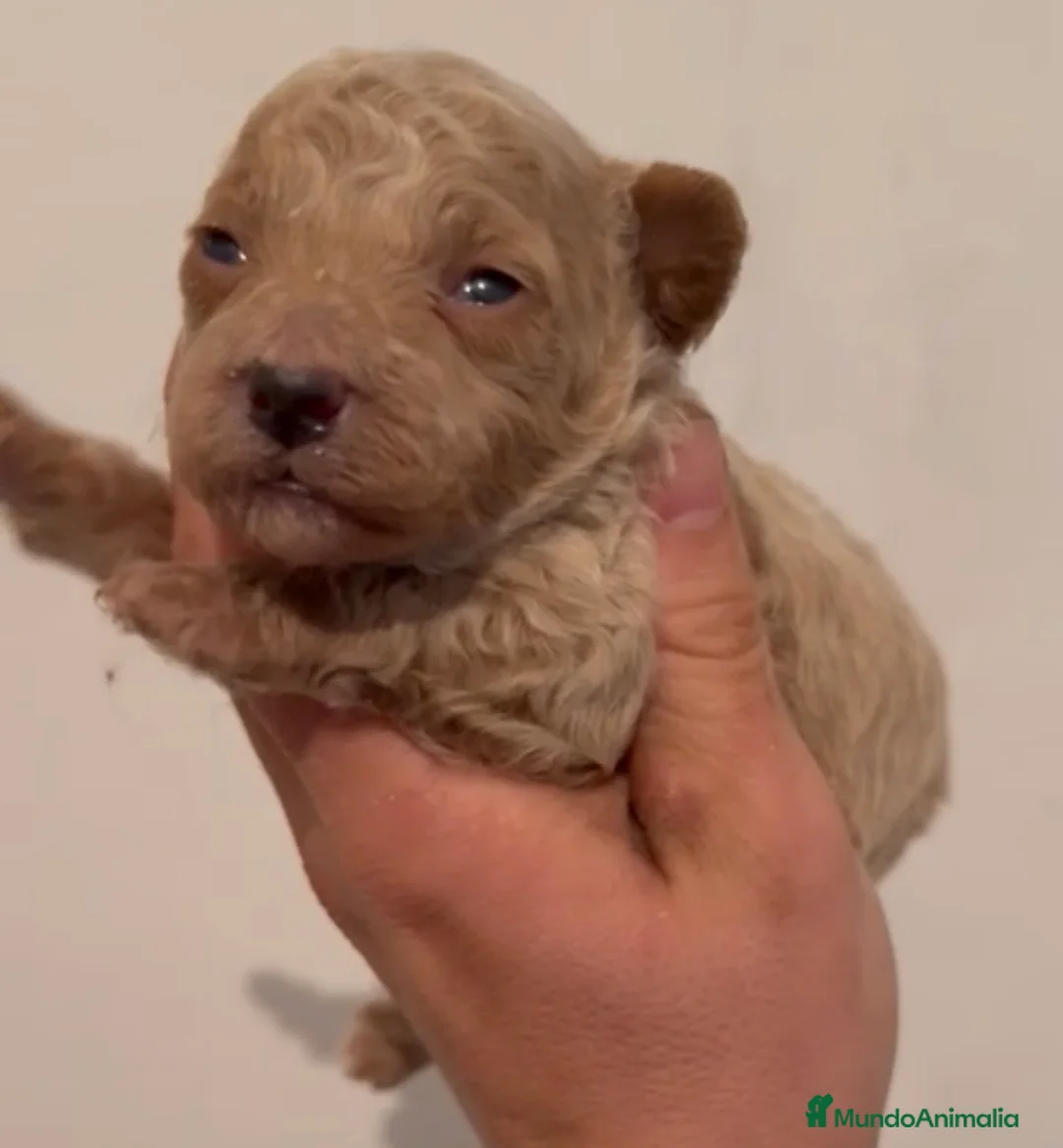 Caniche Toy perros en venta: Caniche apricot precioso - Anuncio 2