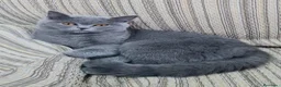 Británico de Pelo Corto Azul gatos en venta: Britanico pelo corto azul - Anuncio 9