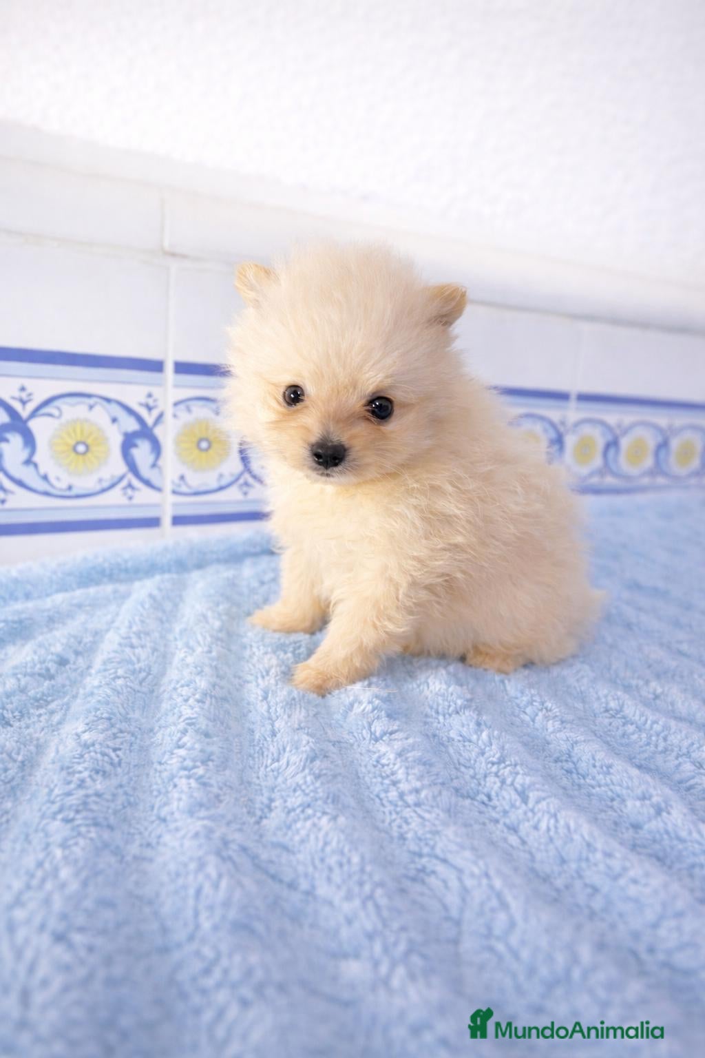 Pomerania perros Pomerania crema  - Anuncio 1