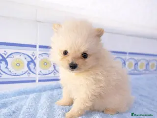 Pomerania perros Pomerania crema - Anuncio 1