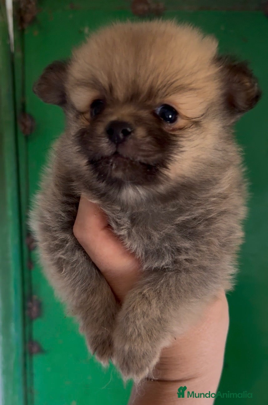 Pomerania perros Pomerania - Anuncio 3