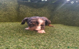 Teckel perros en venta: camada teckel canichen varios colores  - Imagen 11